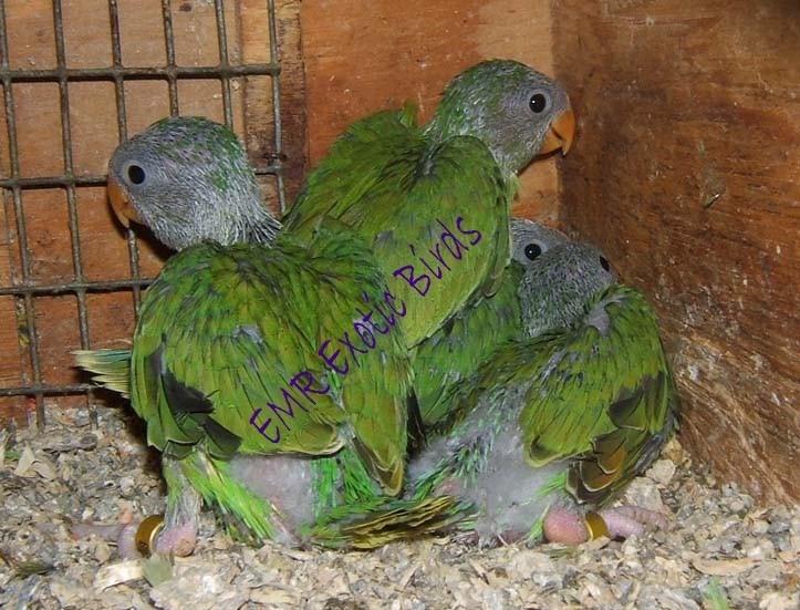 Plum Head Parakeet 118299 for sale in San Diego, CA