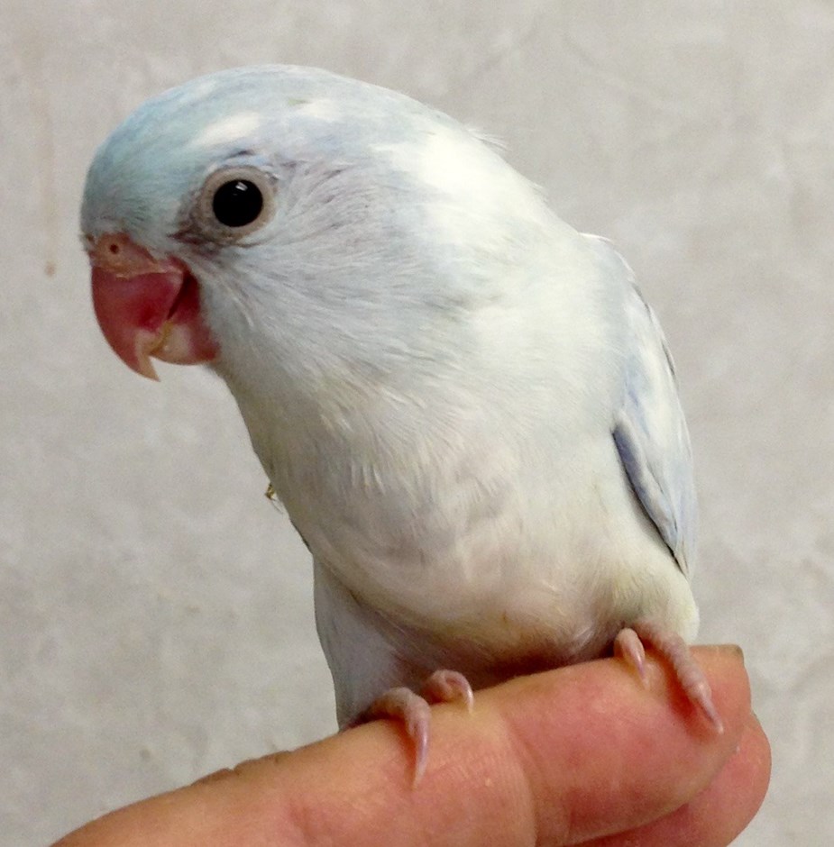 Celestial (Pacific) Parrotlet #119491 for sale in Chester, NJ