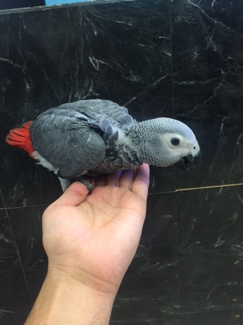 african grey congo parrot 128137 for sale in chicago il african grey congo parrot 128137 for sale in chicago il