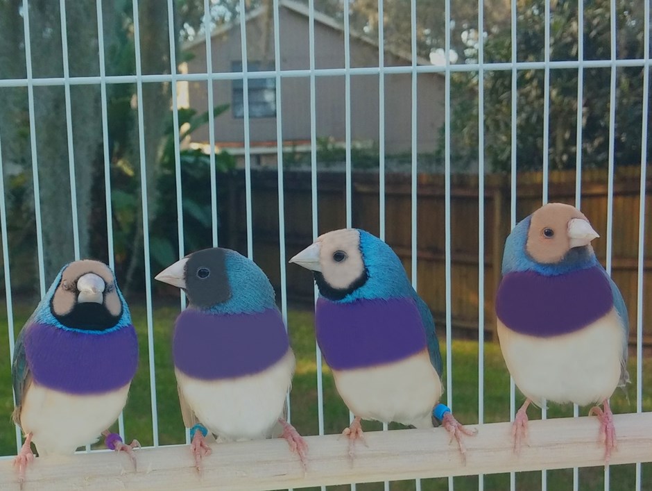 Lady Gouldian Finch 128884 for sale in Valrico, FL