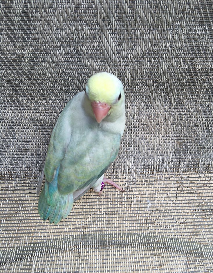 Celestial (Pacific) Parrotlet #129872 for sale in Largo, FL