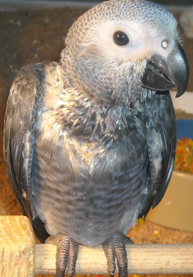 African Grey Timneh Parrot #130078 for sale in Lake Elsinore, CA African Grey Parrot For Sale In Massachusetts