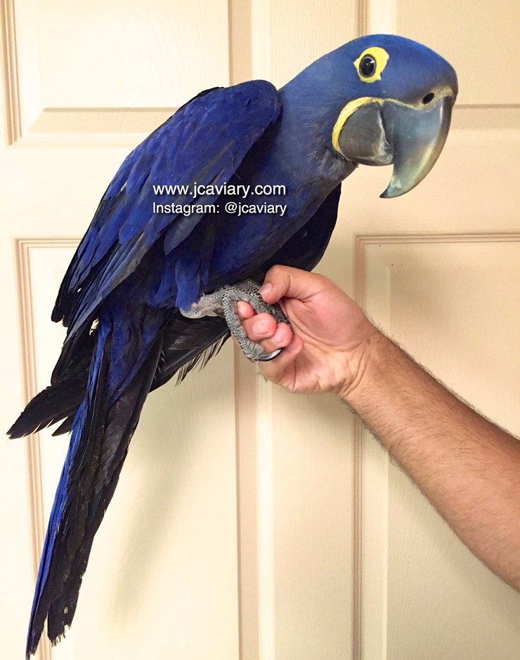 Hyacinth Macaw 131067 for sale in Austin, TX