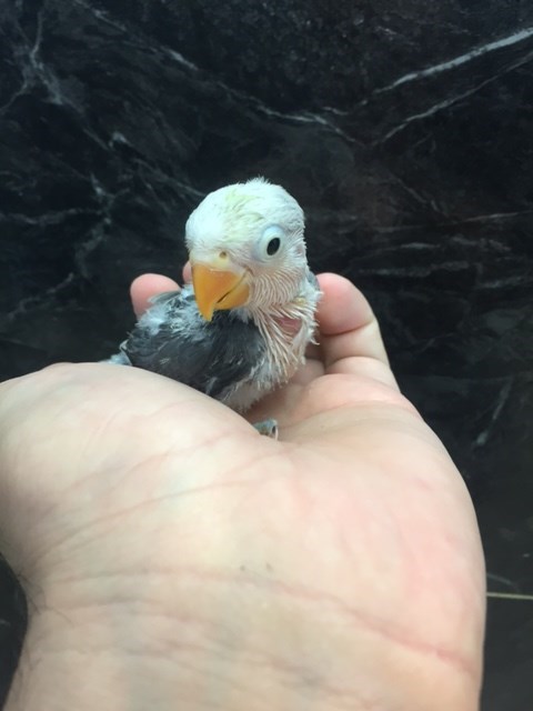 Tame A Lovebird Lovebirds As Pets Lovetoknow Red Suffusion