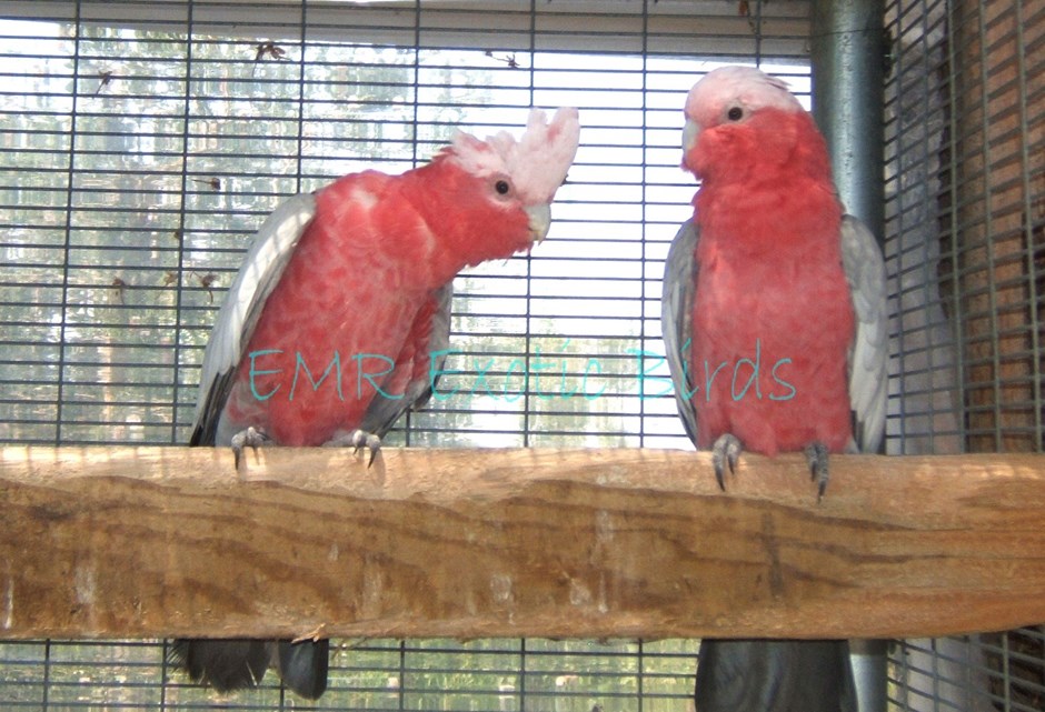 rose breasted cockatoo bird swings