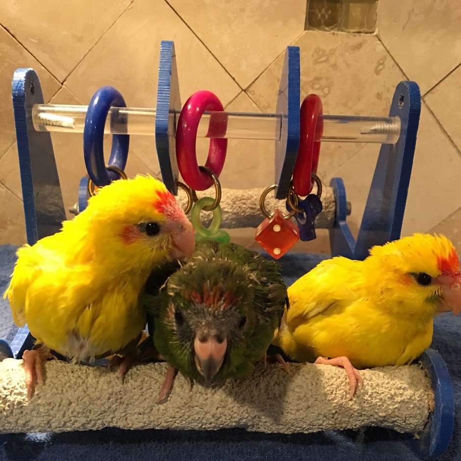 Kakarikis 133182 for sale in Largo, FL