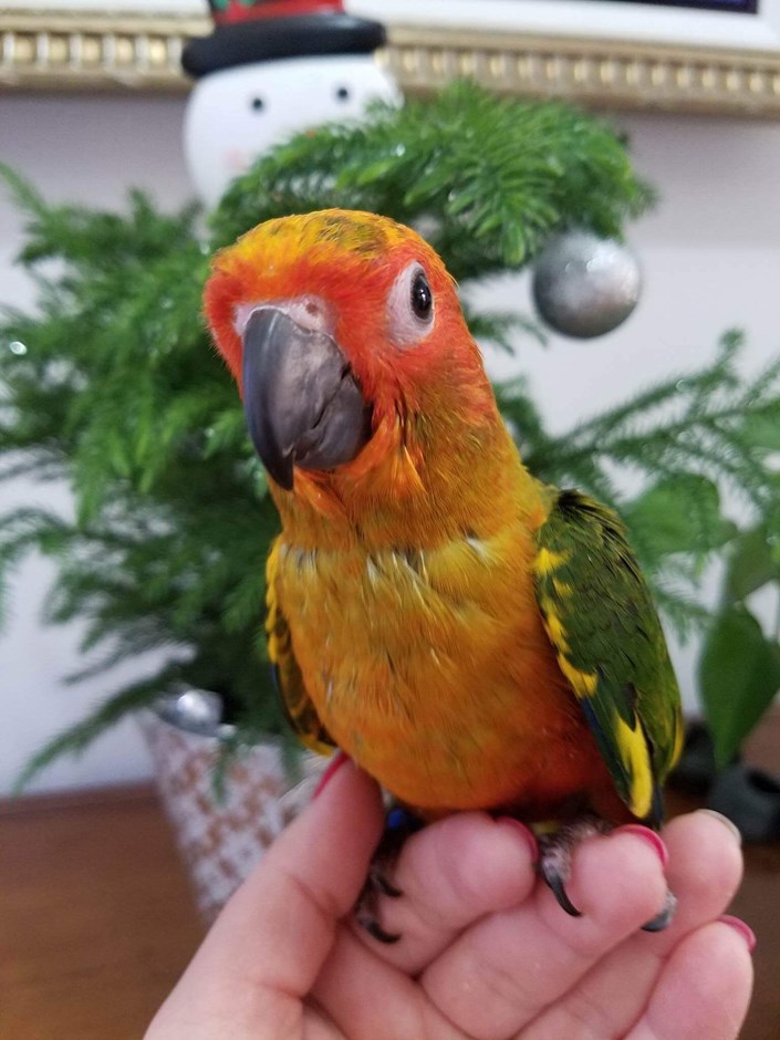 Jenday Conure 133201 For Sale In Hazleton Pa