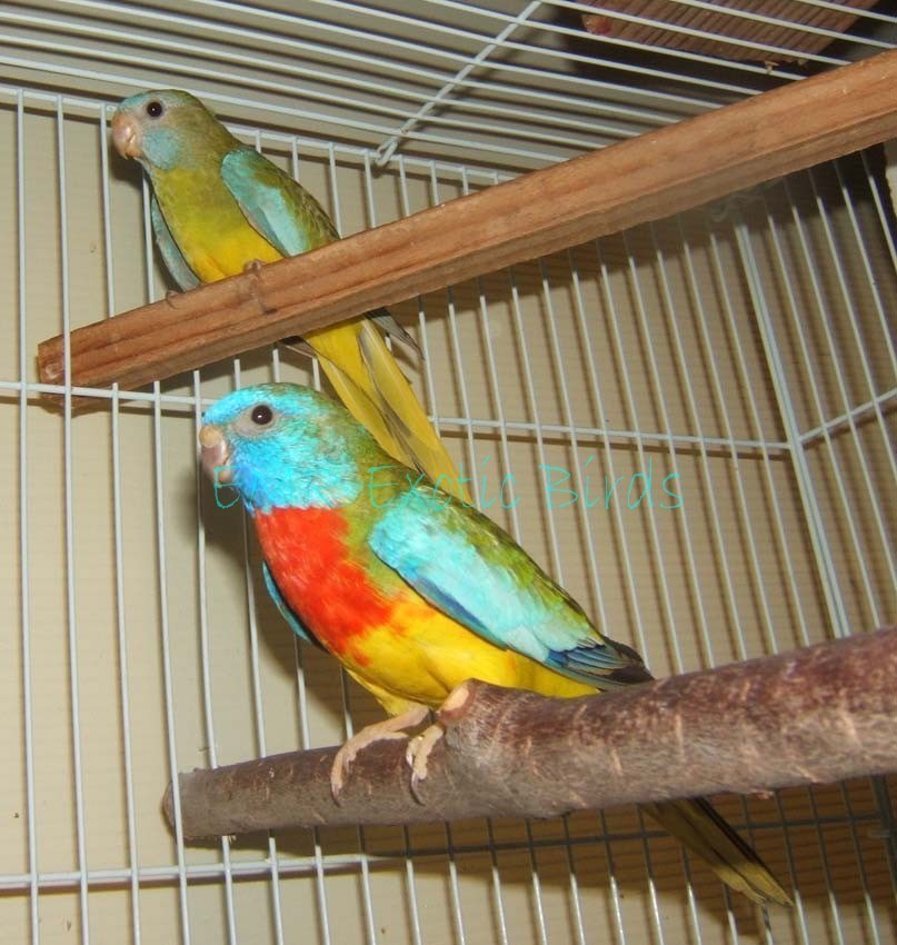 Grass Scarlet Chested (Splendid) Parakeet #133245 for sale in San Diego, CA