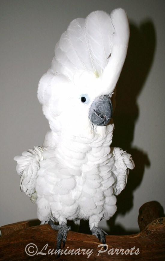 cockatoo bird for sale ronkonkoma 11738