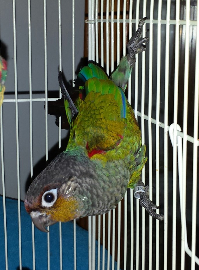crimson bellied conure 133672 for sale in festus mo crimson bellied conure 133672 for sale in festus mo