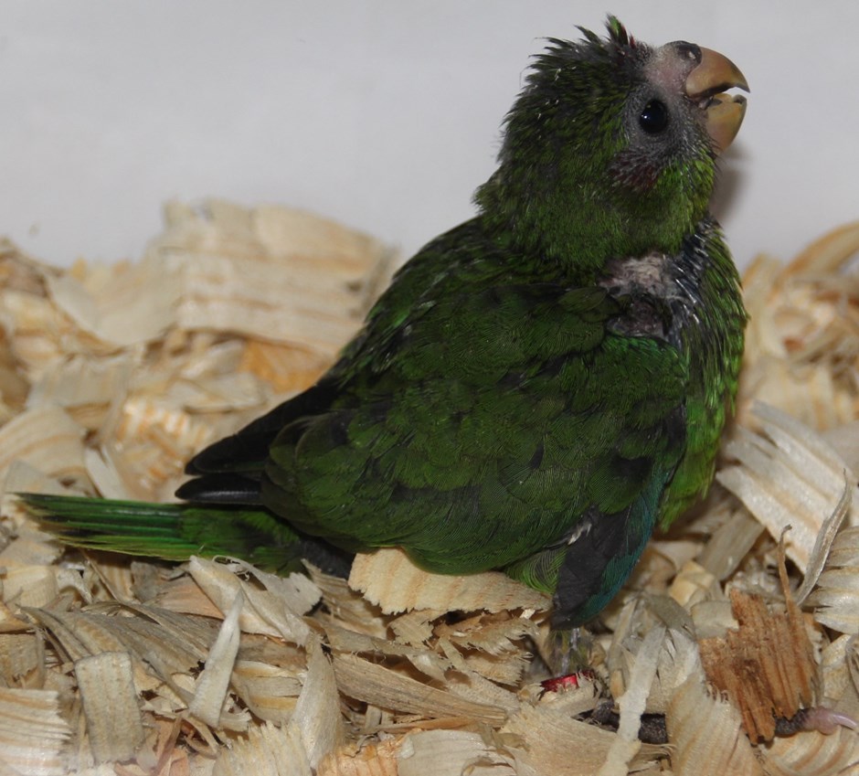 Description Shipping