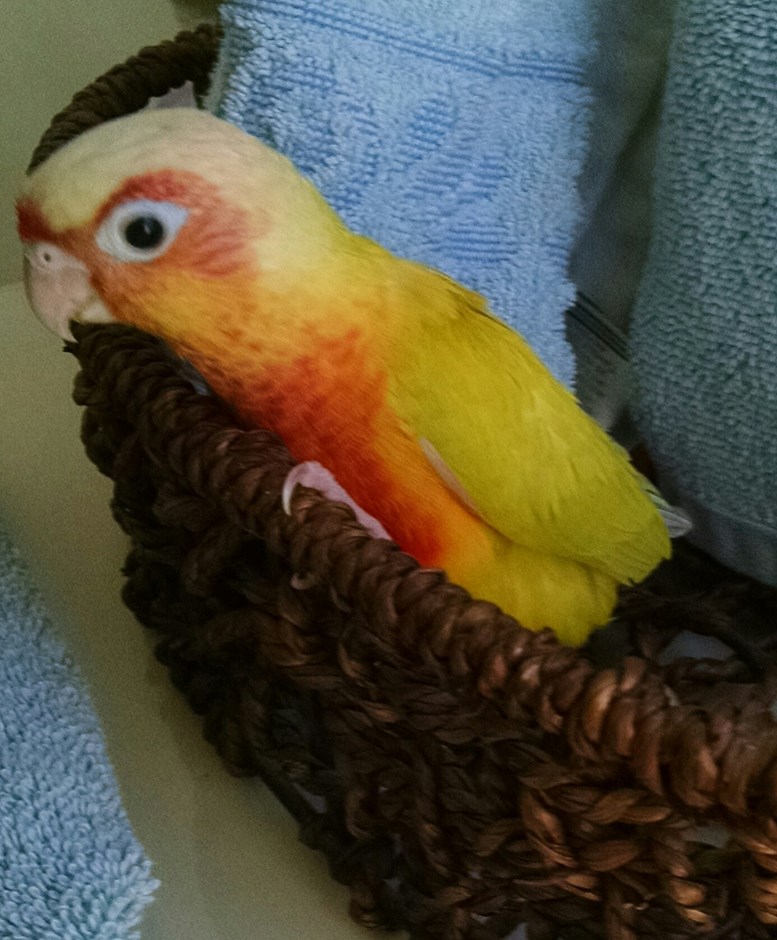 green cheek conure 135548 for sale in wentzville mo green cheek conure 135548 for sale in wentzville mo