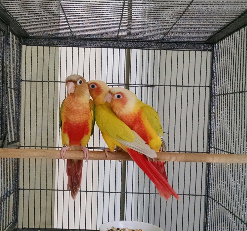 green cheek conure 135548 for sale in wentzville mo green cheek conure 135548 for sale in wentzville mo