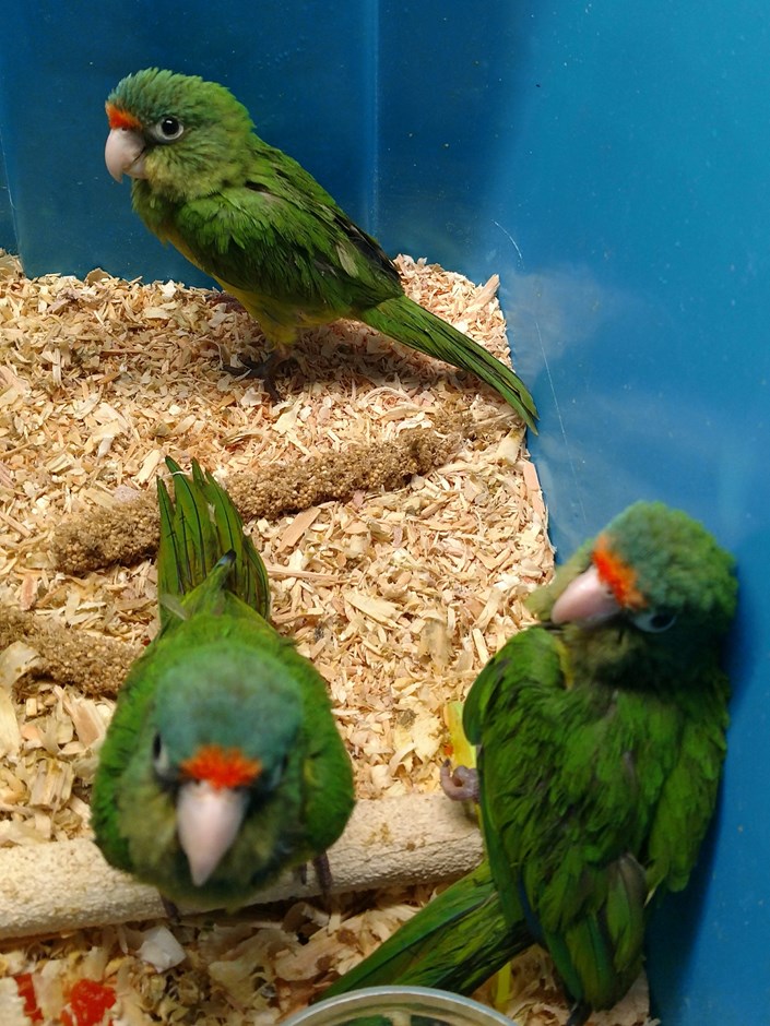 Half Moon Conure 136802 For Sale In Irvine Ky