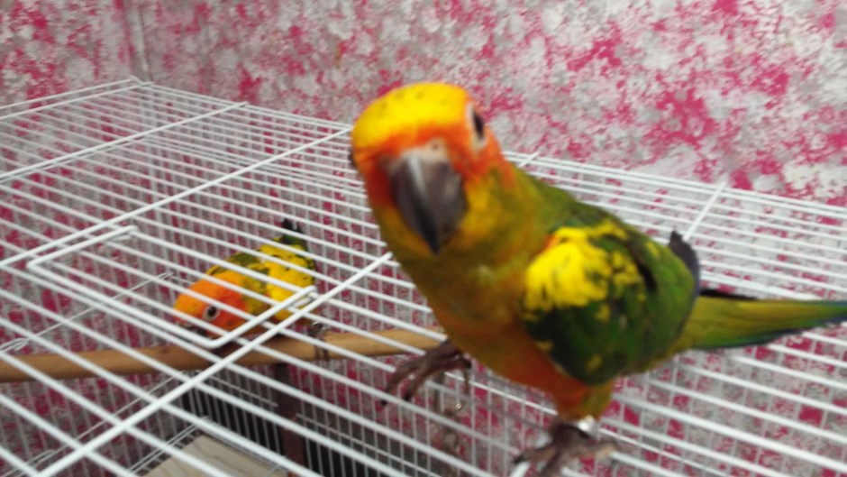 sun conure 133841 for sale in willow spring nc sun conure 133841 for sale in willow spring nc