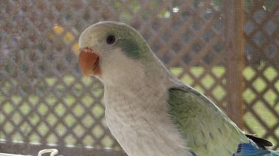 Quaker Parrot 138849 for sale in Orlando, FL