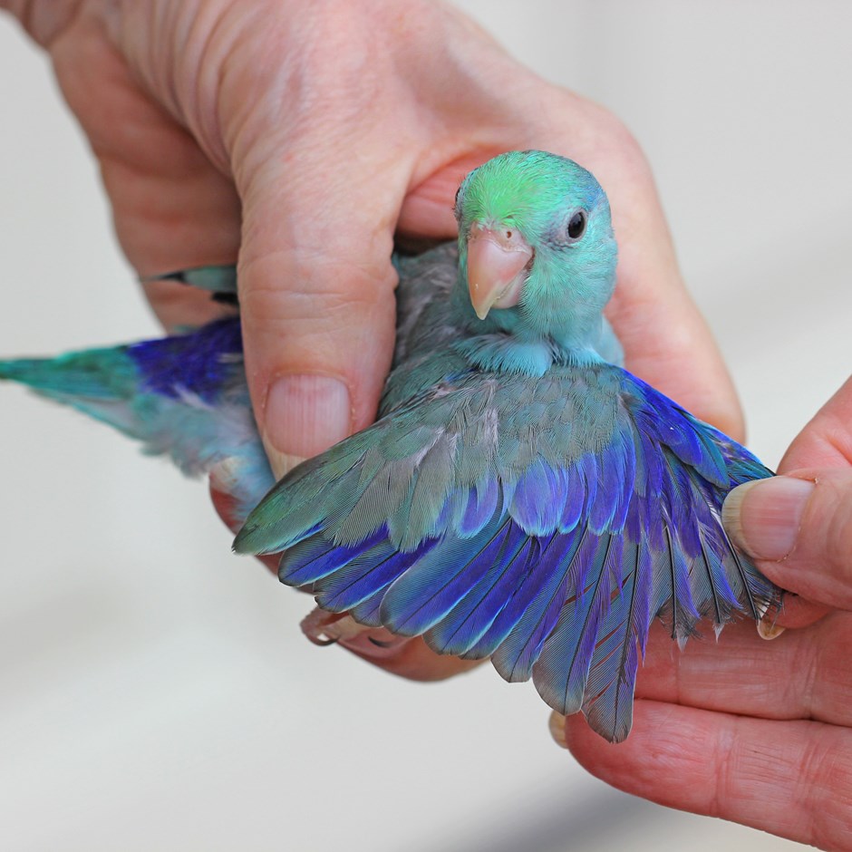 Celestial (Pacific) Parrotlet 139920 for sale in Valrico, FL