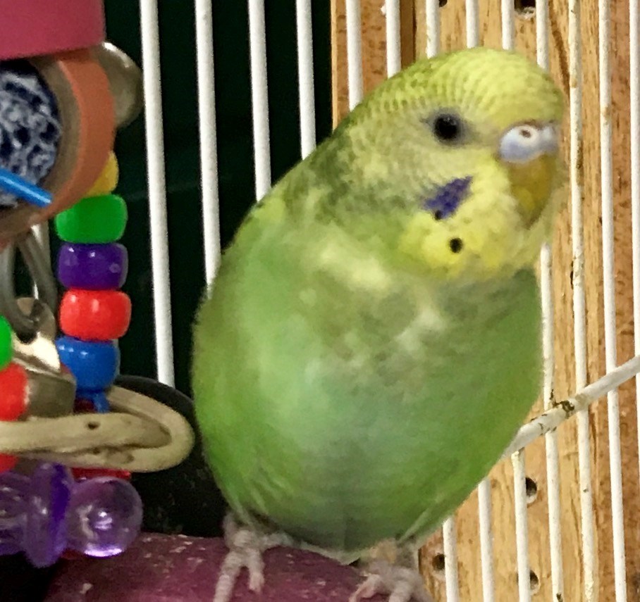 budgerigar 137892 for sale in chester nj budgerigar 137892 for sale in chester nj