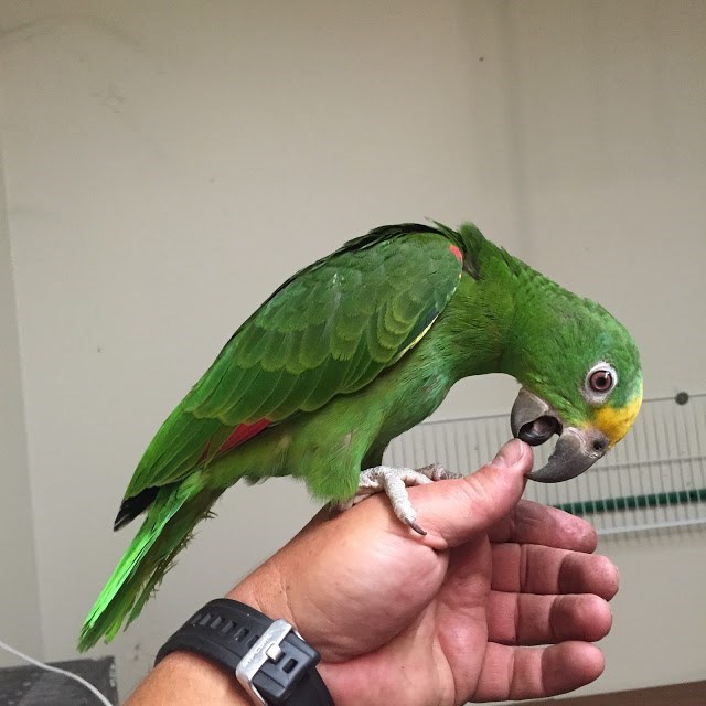 Panama Amazon 140096 for sale in Agoura Hills Los Angeles, CA