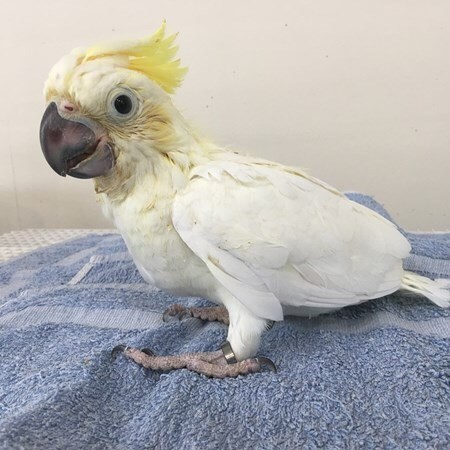 medium sulfur crested cockatoo for sale