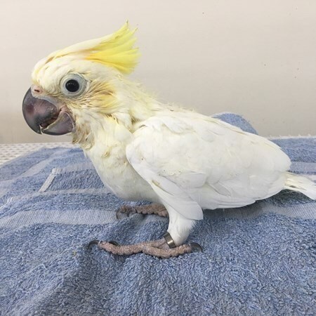 female sulfur crested cockatoo