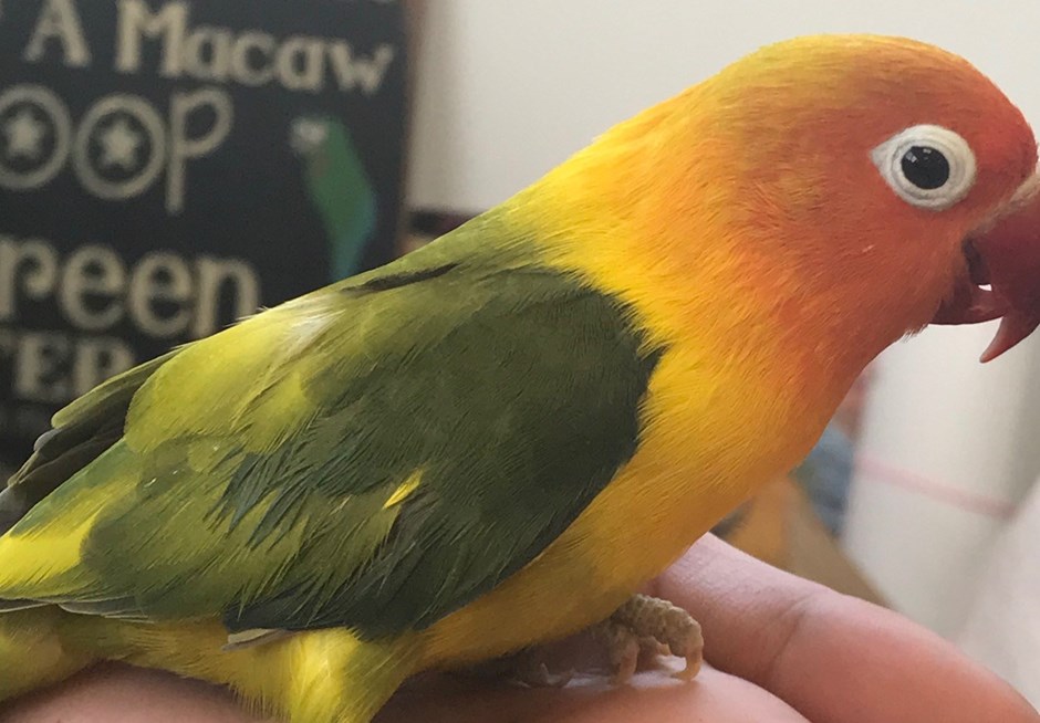 Fischers Lovebird 151905 for sale in Green Brook , NJ