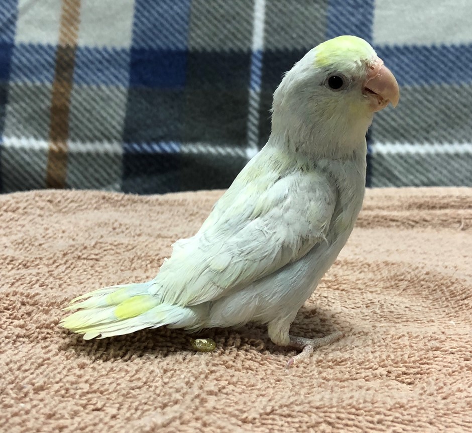 Celestial (Pacific) Parrotlet 156592 for sale in Broadview Heights, OH