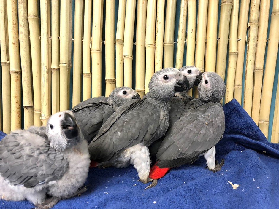 african grey congo parrot 157962 for sale in chicago il african grey congo parrot 157962 for sale in chicago il
