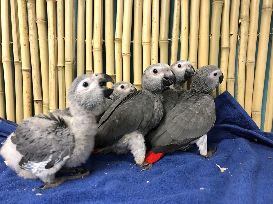 african grey congo parrot 157962 for sale in chicago il african grey congo parrot 157962 for sale in chicago il