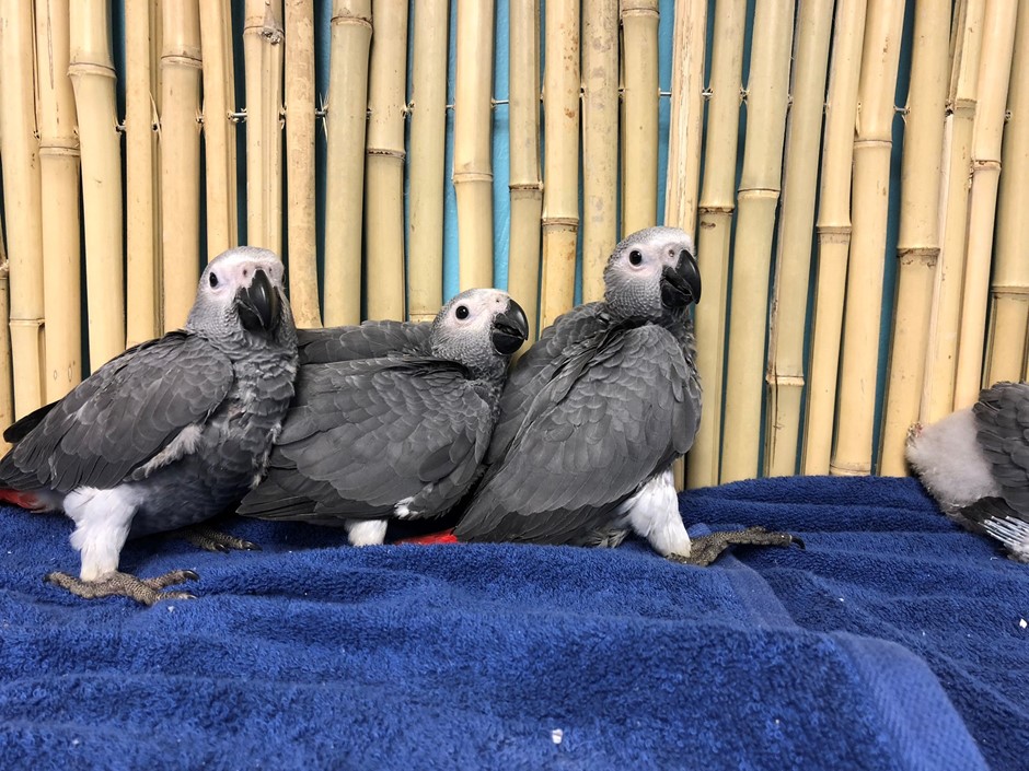 african grey congo parrot 157962 for sale in chicago il african grey congo parrot 157962 for sale in chicago il