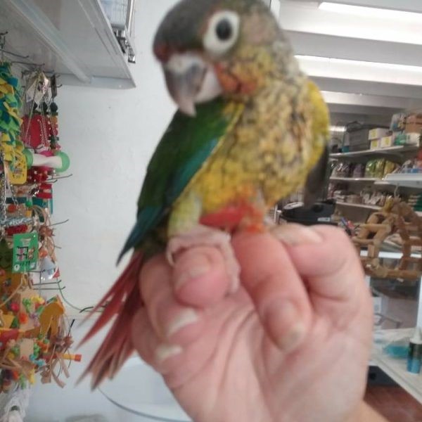 Green Cheek Conure 158450 For Sale In San Diego Ca