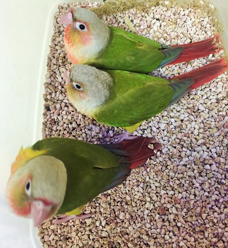 Green Cheek Conure 164219 For Sale In Summerfield Fl