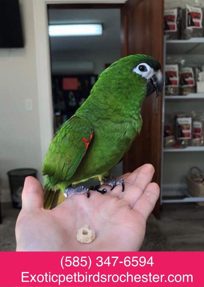 Hahns Macaw #170078 for sale in Webster , NY