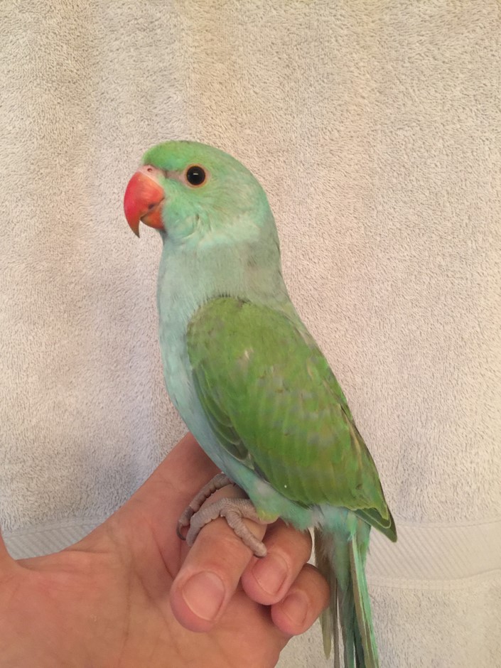 Ringneck Indian Parakeet #170201 for sale in Raleigh, , NC