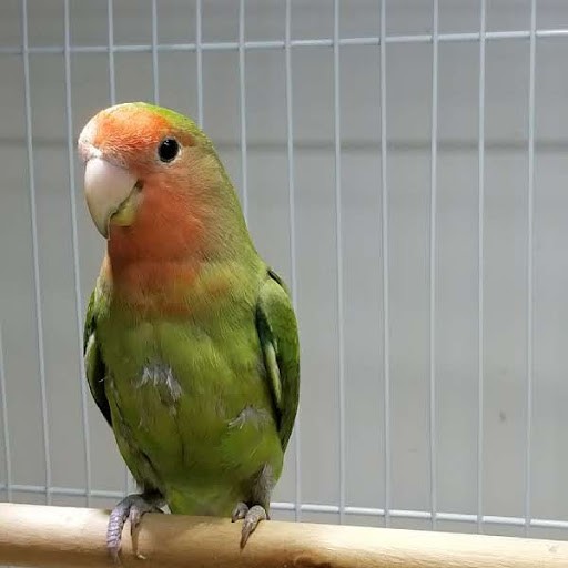 Peach Face Lovebird #170401 for sale in Webster , NY