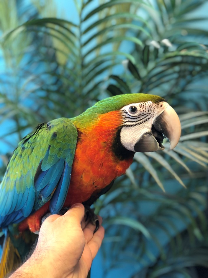 Hybrid Macaw #172412 for sale in Chicago , IL