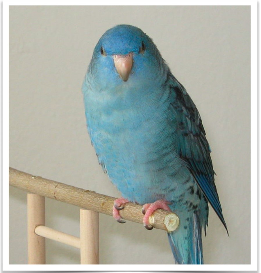 Lineolated Parakeet 173521 for sale in Vancouver, WA