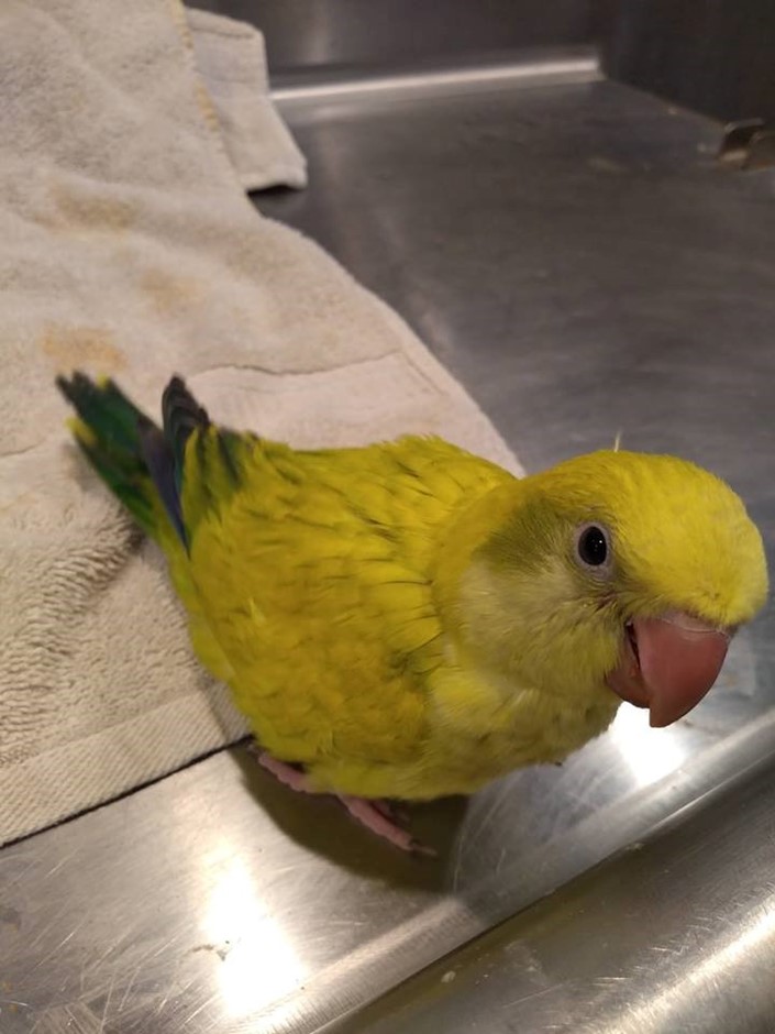Quaker Parrot 173537 for sale in Webster , NY