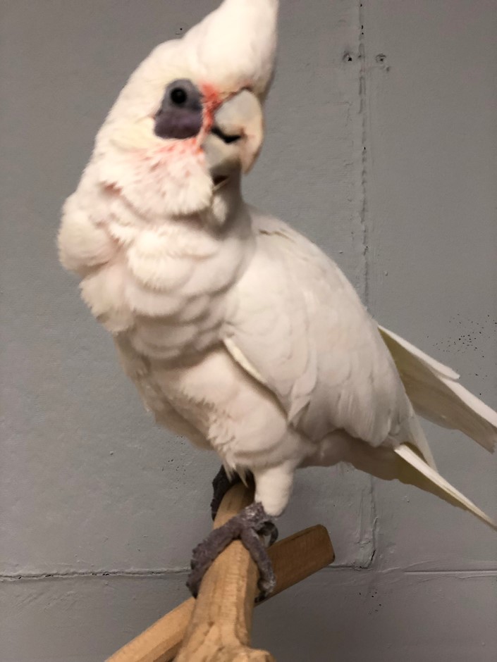 pictures of bare eyed cockatoo