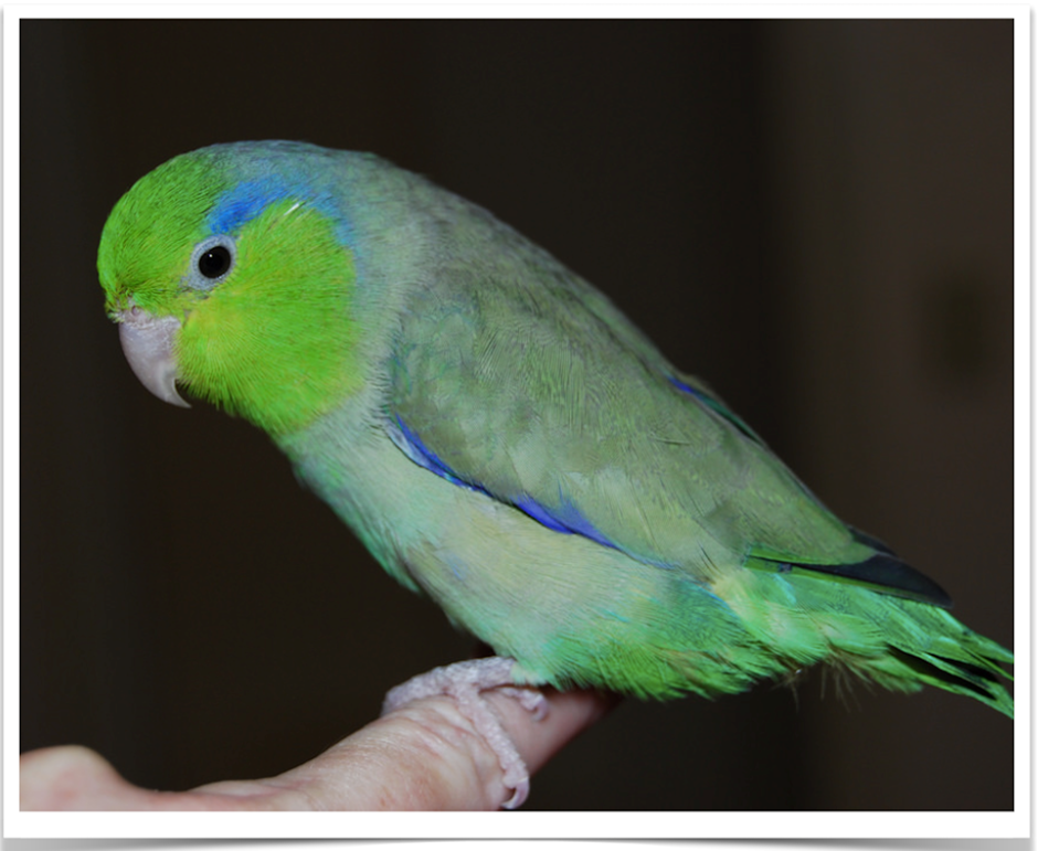 Celestial (Pacific) Parrotlet #176074 for sale in Vancouver, WA