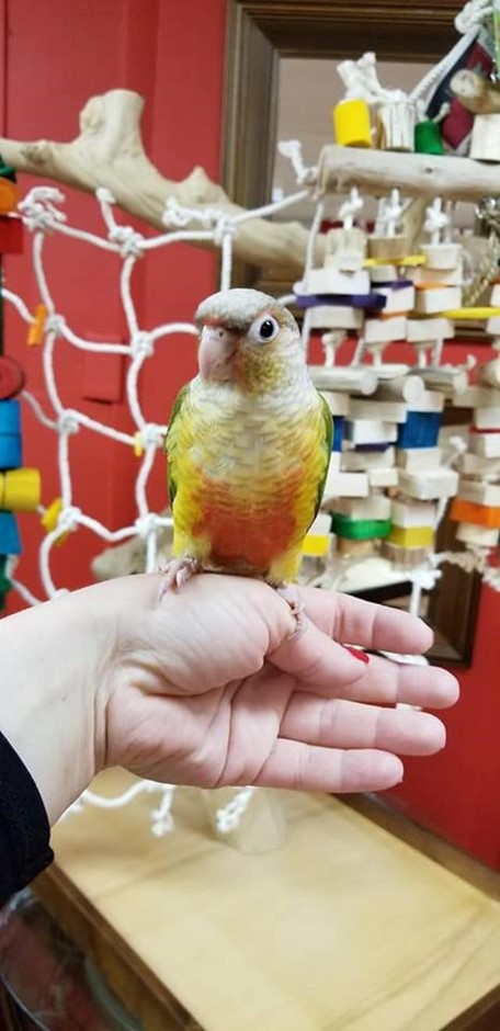 Green Cheek Conure photo