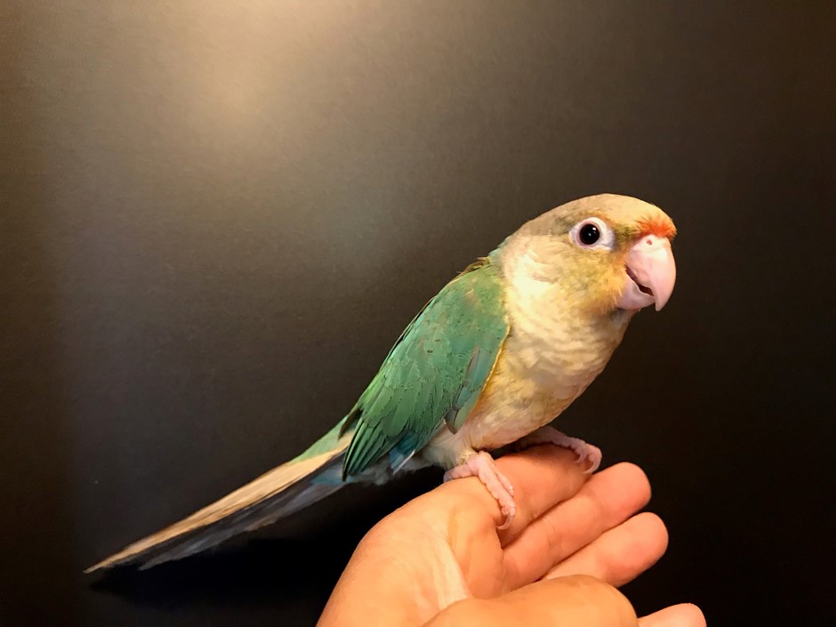 Green Cheek Conure 182197 for sale in Browns Valley, CA