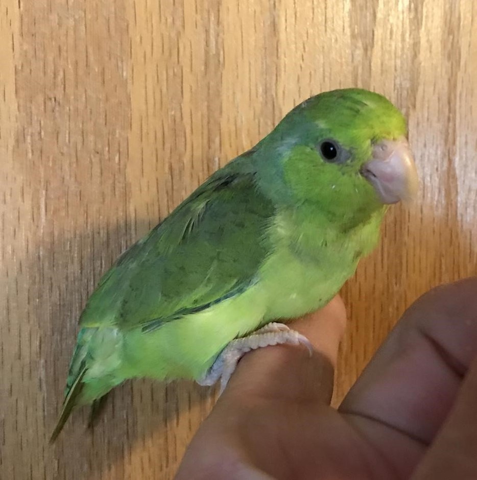 Celestial (Pacific) Parrotlet #182200 for sale in Browns Valley, CA