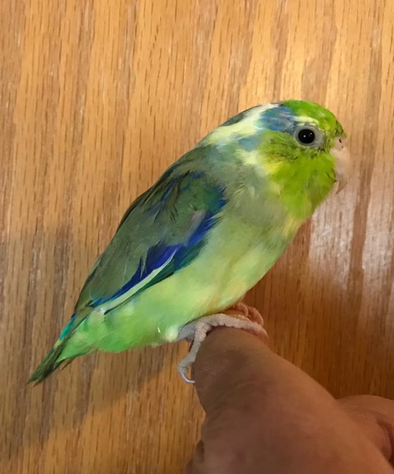 Celestial (Pacific) Parrotlet #182201 for sale in Browns Valley, CA