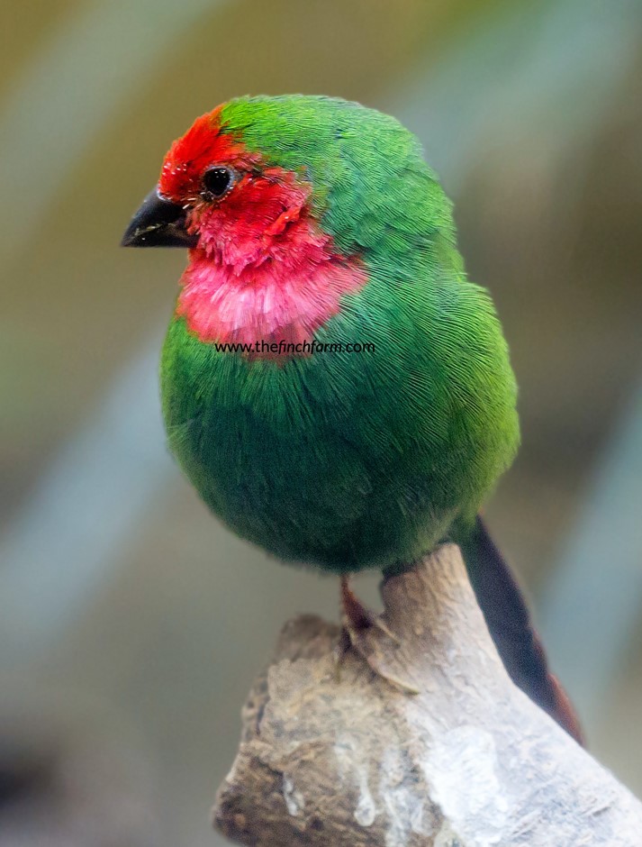 Parrot Finch #185269 for sale in Shop Online, WA