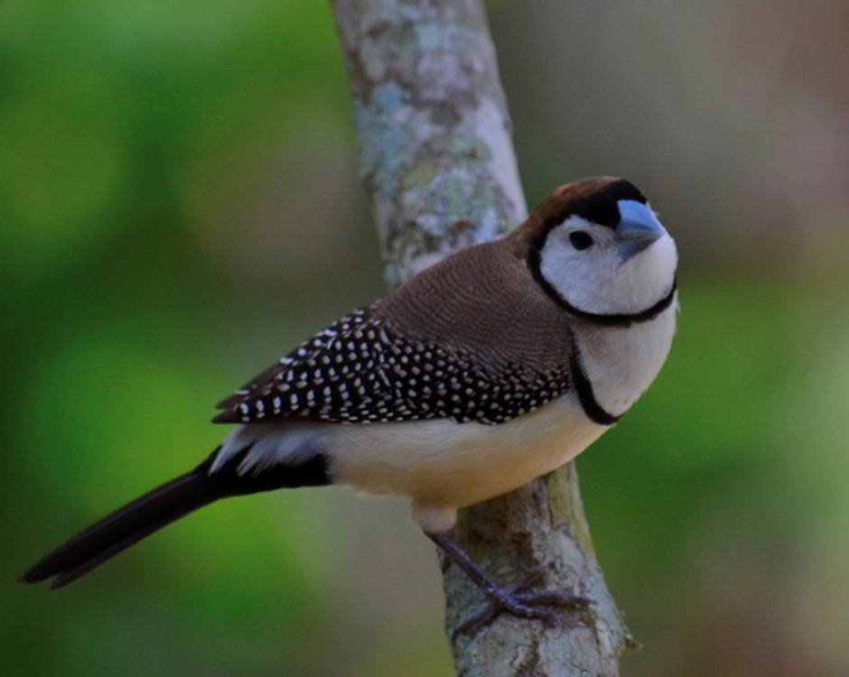 Owl Finch #187548 for sale in SHOP ONLINE, WA