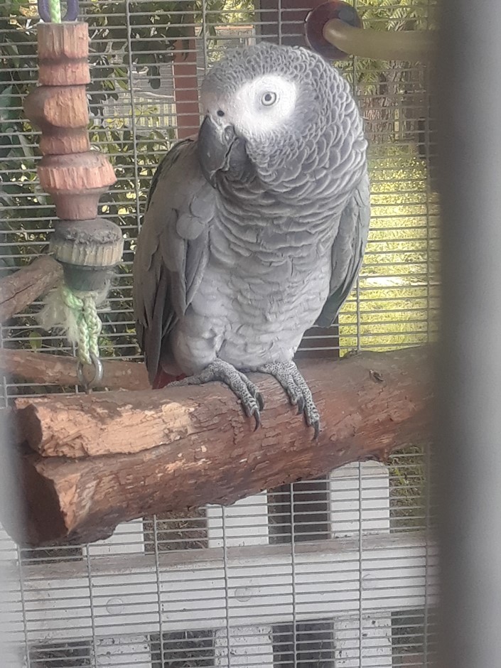 African Grey Congo Parrot 187692 for sale in Escondido, CA