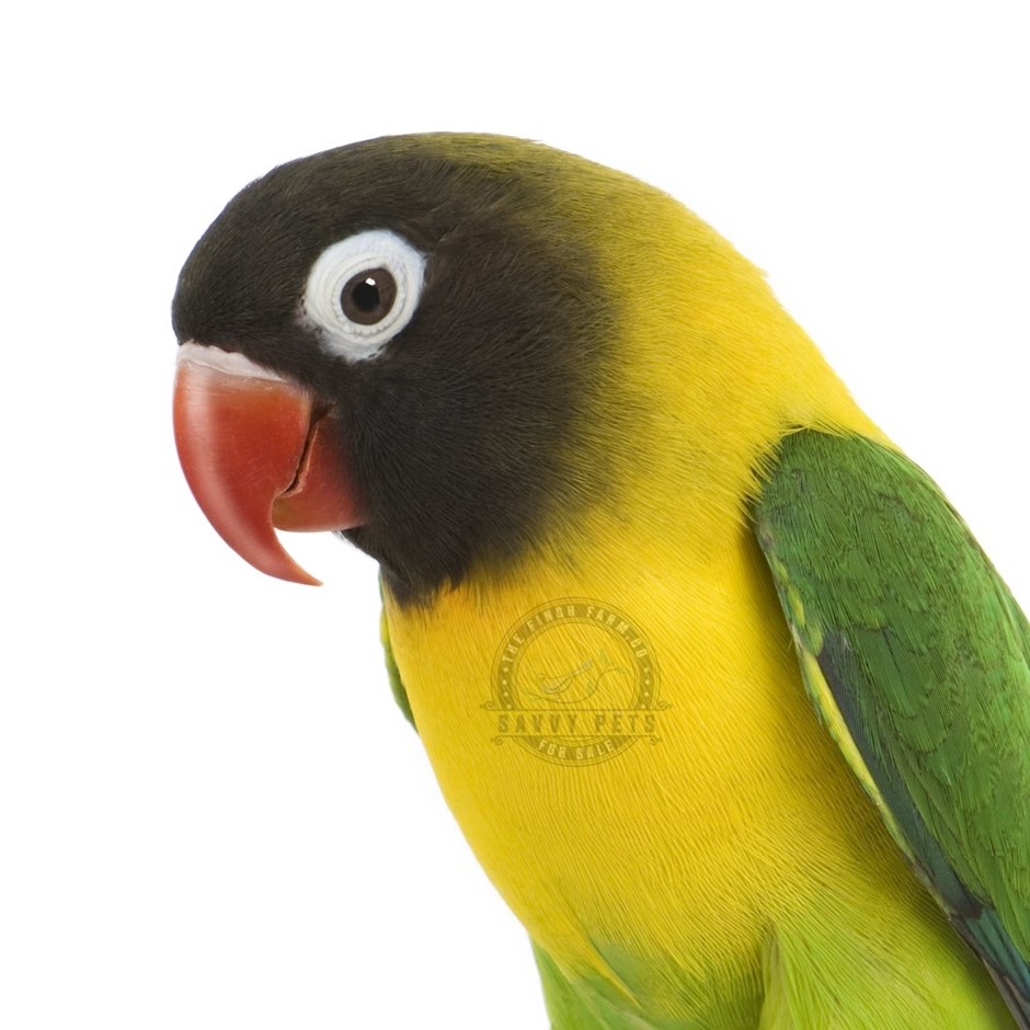 Black Mask Lovebird 188316 for sale in SHOP ONLINE, WA