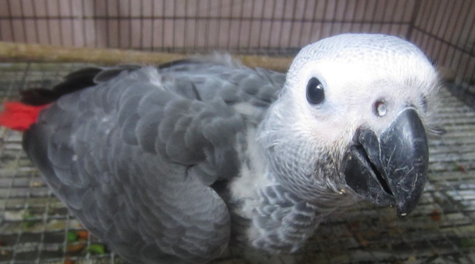 African Grey Congo Parrot 196124 for sale in Austin, TX