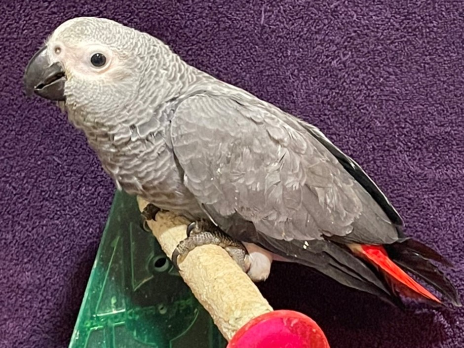 African Grey Congo Parrot #200859 For Sale In Bandera, Tx